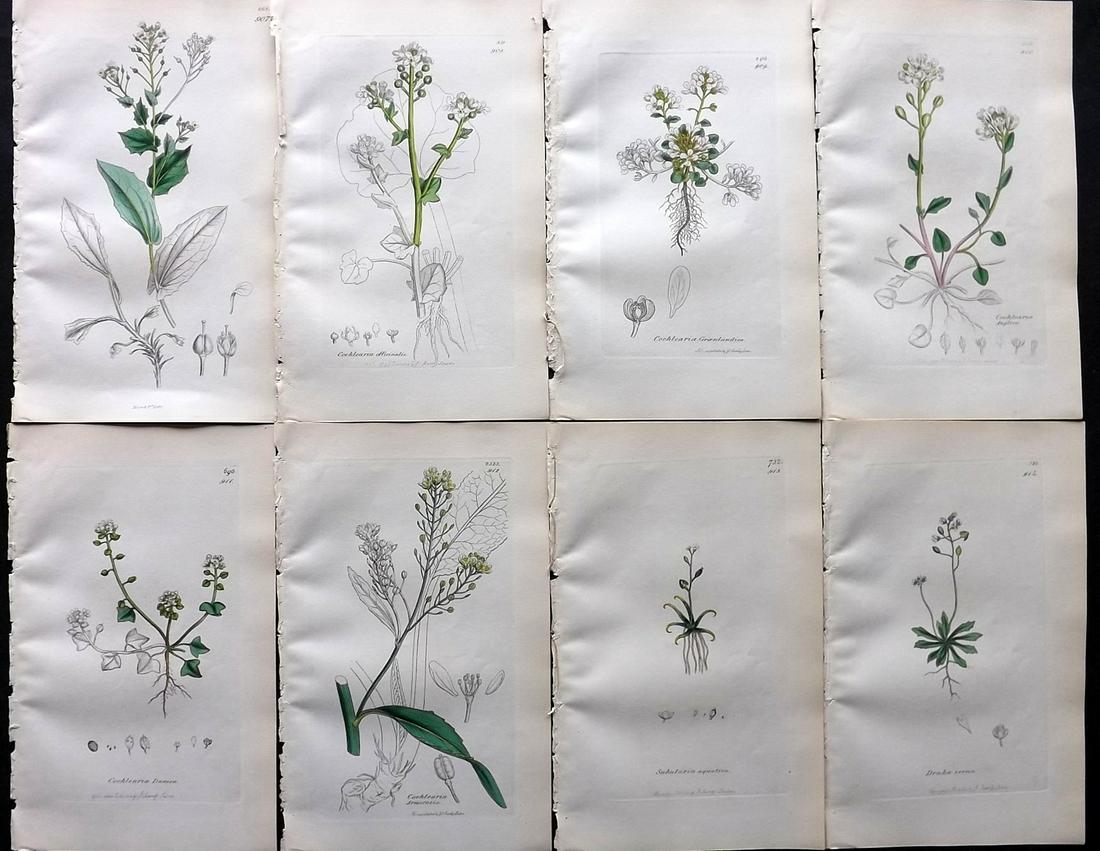 Sowerby, James C1840 Lot of 8 Part HCol Botanical Prints: Partial Hand Colored Etching only (As issued) Published London, 1832-46 for "English Botany; or, Coloured Figures of British Plants…" Second Edition by James Sowerby and Edward Smith. Paper Size: 9 