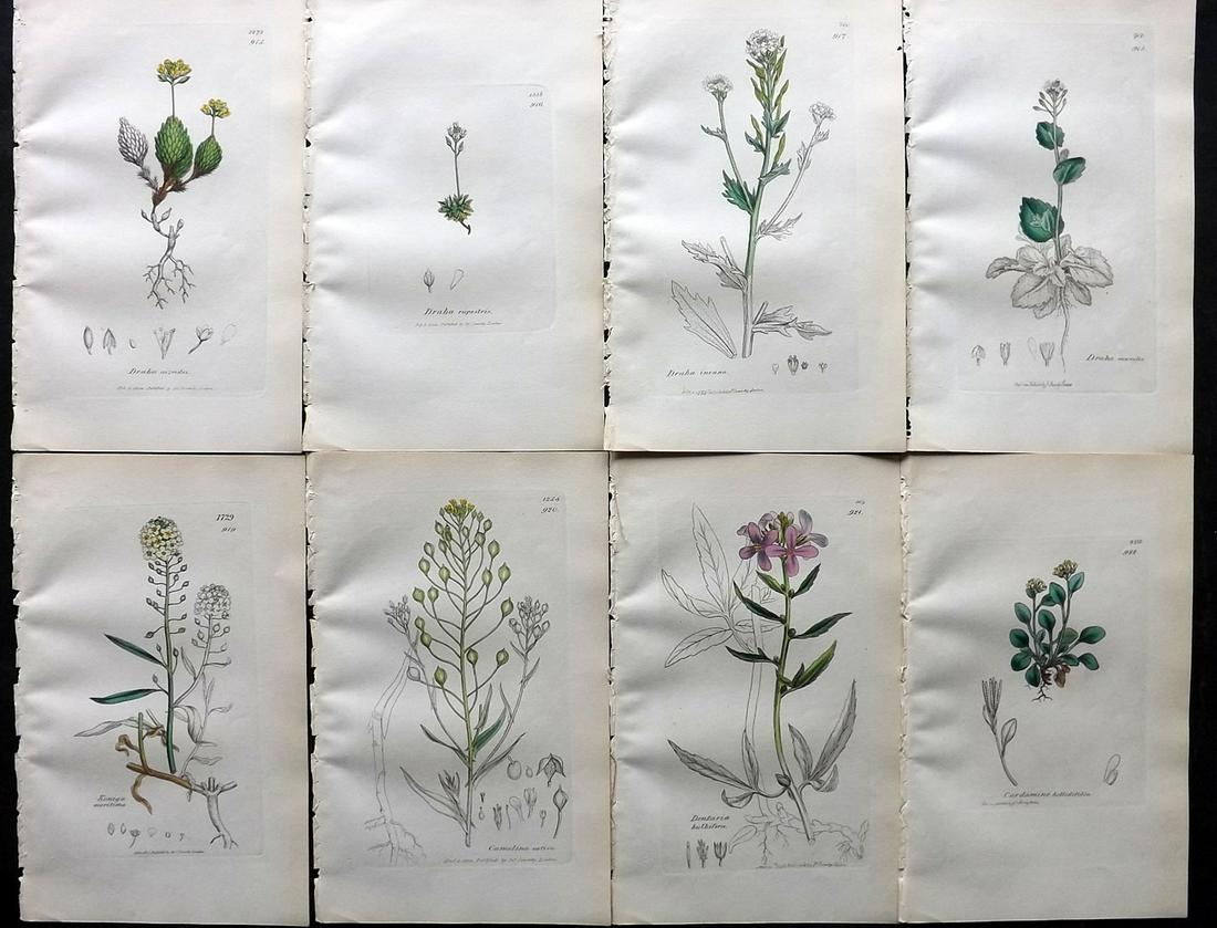 Sowerby, James C1840 Lot of 8 Part HCol Botanical Prints: Partial Hand Colored Etching only (As issued) Published London, 1832-46 for "English Botany; or, Coloured Figures of British Plants…" Second Edition by James Sowerby and Edward Smith. Paper Size: 9 