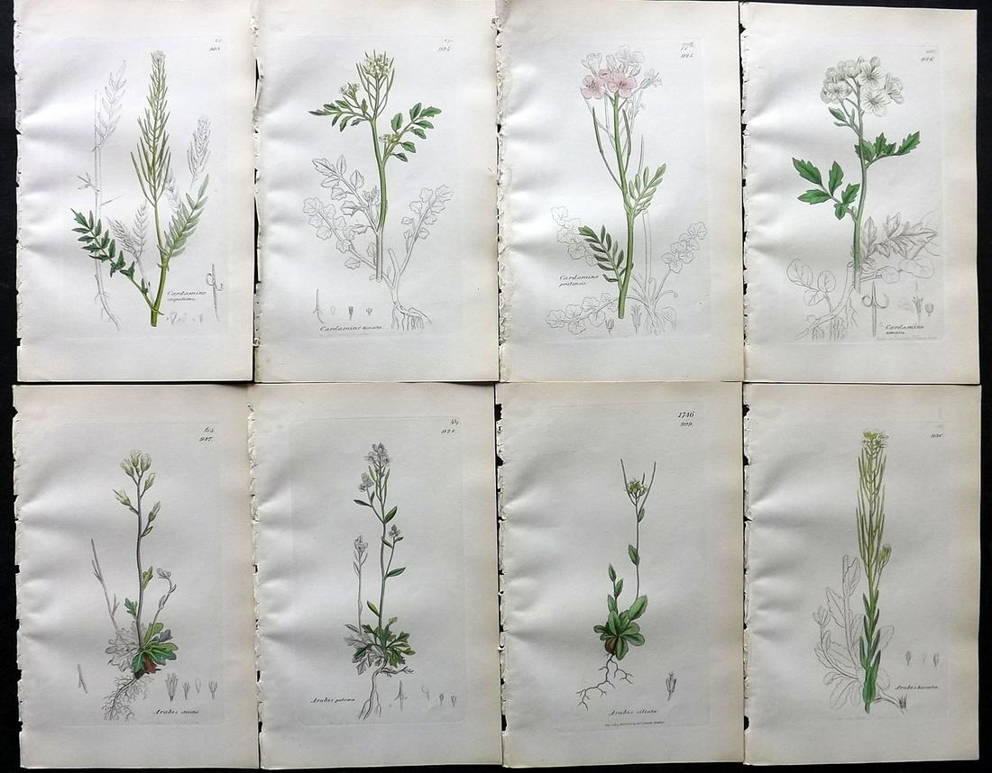 Sowerby, James C1840 Lot of 8 Part HCol Botanical Prints: Partial Hand Colored Etching only (As issued) Published London, 1832-46 for "English Botany; or, Coloured Figures of British Plants…" Second Edition by James Sowerby and Edward Smith. Paper Size: 9 
