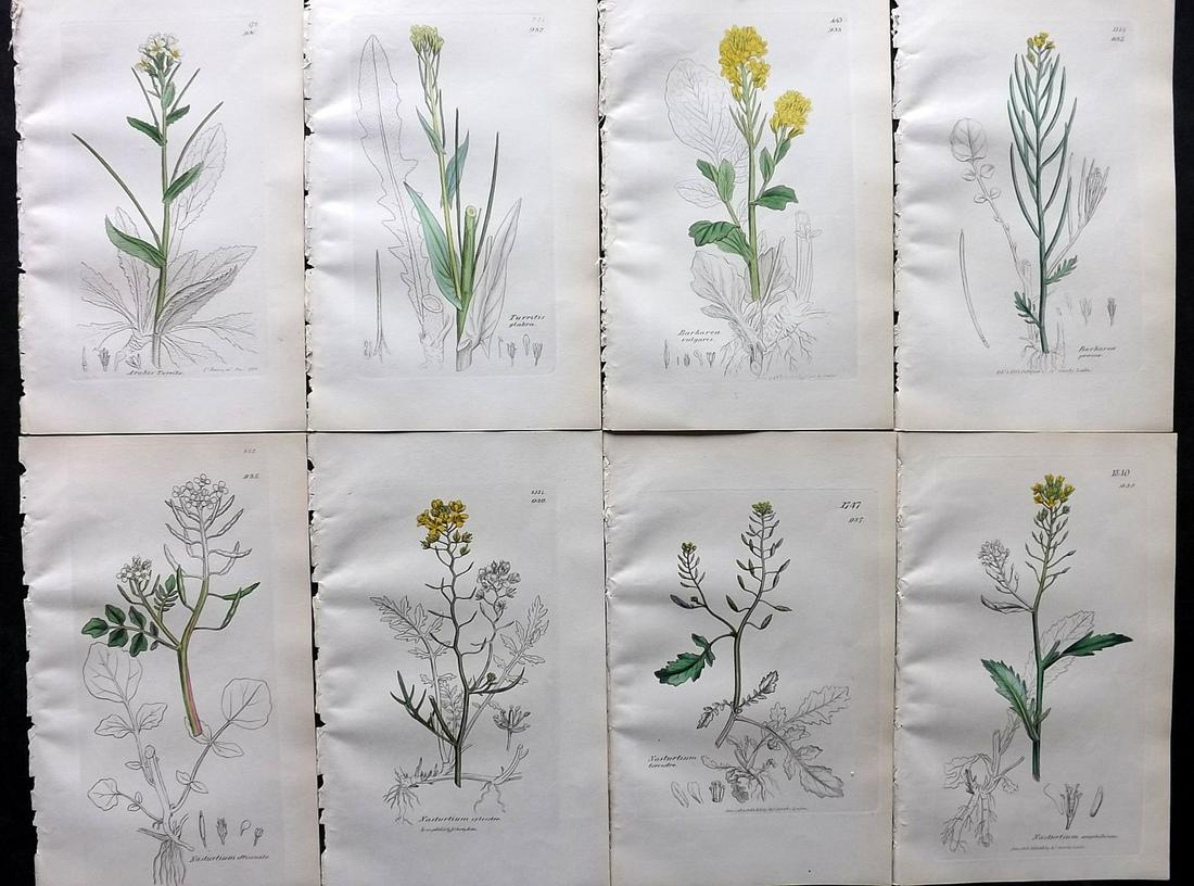 Sowerby, James C1840 Lot of 8 Part HCol Botanical Prints: Partial Hand Colored Etching only (As issued) Published London, 1832-46 for "English Botany; or, Coloured Figures of British Plants…" Second Edition by James Sowerby and Edward Smith. Paper Size: 9 