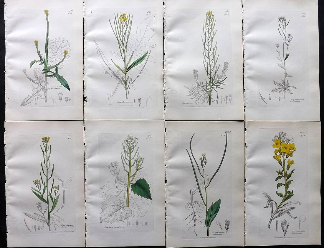 Sowerby, James C1840 Lot of 8 Part HCol Botanical Prints: Partial Hand Colored Etching only (As issued) Published London, 1832-46 for "English Botany; or, Coloured Figures of British Plants…" Second Edition by James Sowerby and Edward Smith. Paper Size: 9 