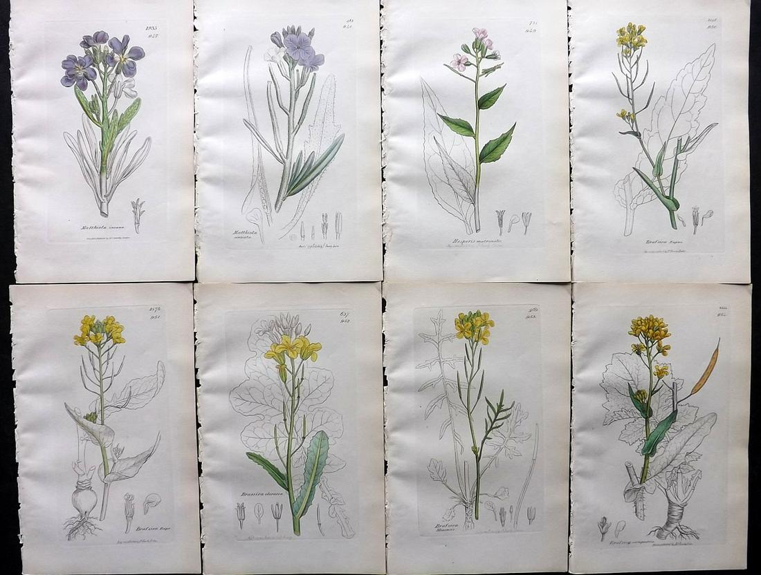 Sowerby, James C1840 Lot of 8 Part HCol Botanical Prints: Partial Hand Colored Etching only (As issued) Published London, 1832-46 for "English Botany; or, Coloured Figures of British Plants…" Second Edition by James Sowerby and Edward Smith. Paper Size: 9 