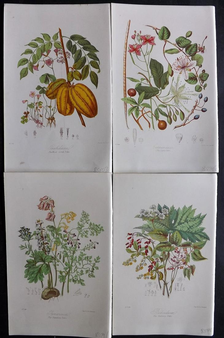 Twining, Elizabeth 1868 Lot of 4 Antique Botanical Prints (1 of 2)