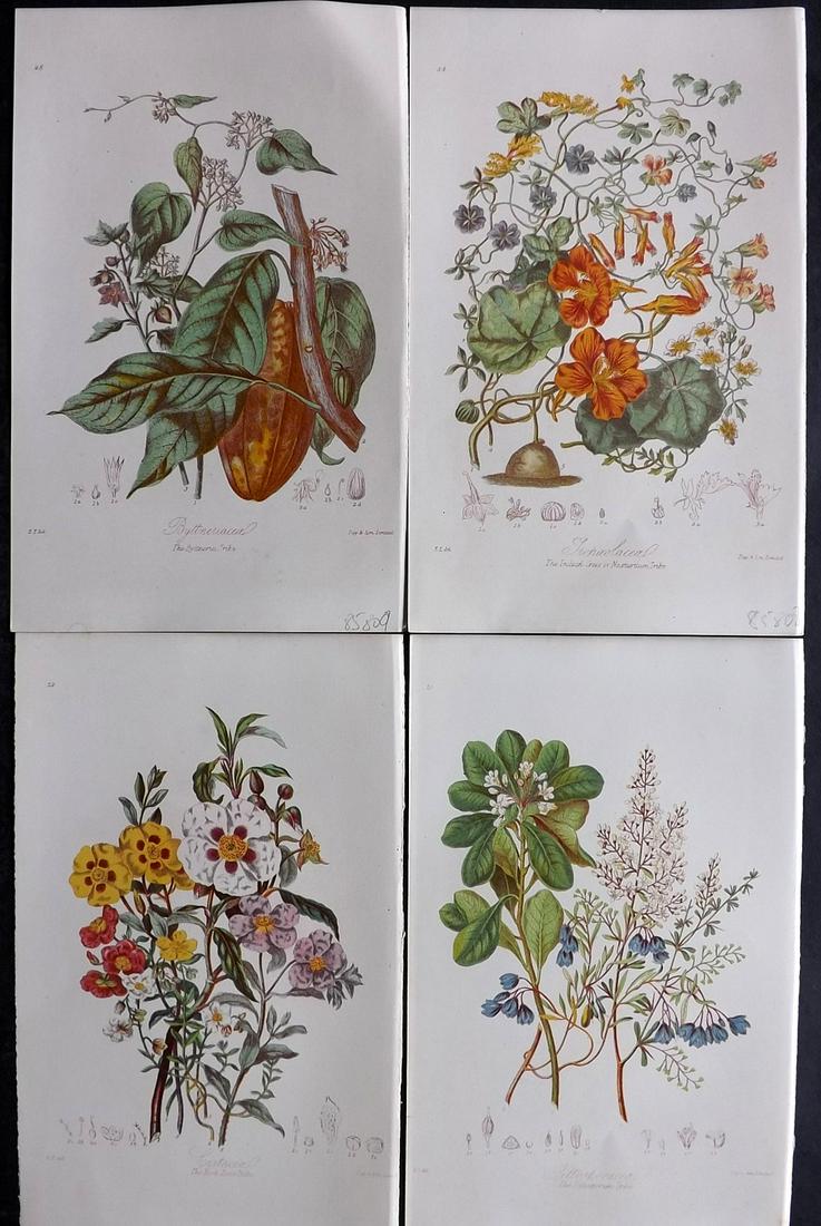 Twining, Elizabeth 1868 Lot of 4 Antique Botanical Prints (1 of 2)