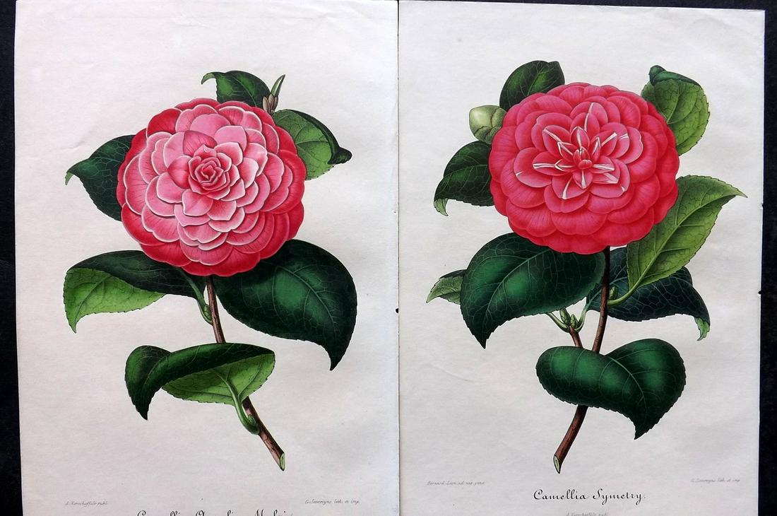 Verschaffelt, Amroise 1854 Pair of Hand Col Camellia Prints (1 of 2)