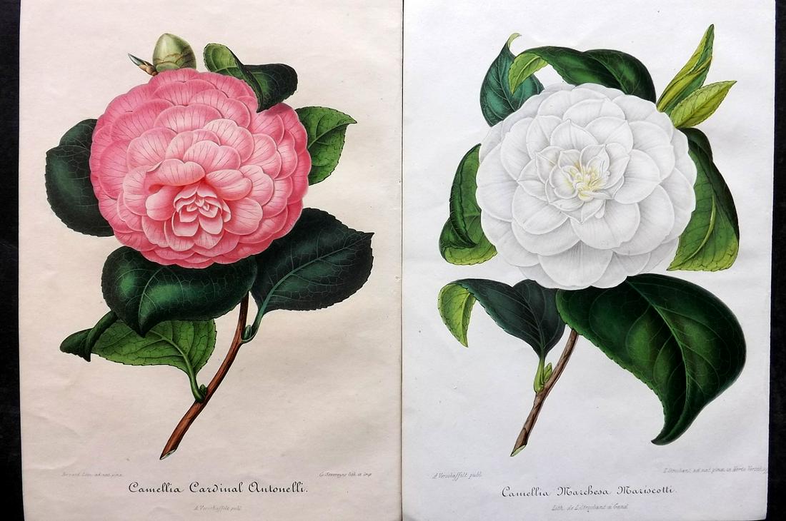 Verschaffelt, Amroise 1854 Pair of Hand Col Camellia Prints (1 of 2)