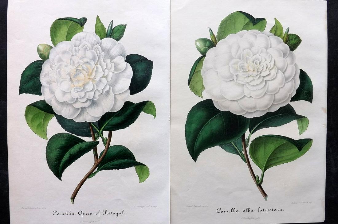 Verschaffelt, Amroise 1854 Pair of Hand Col Camellia Prints (1 of 2)