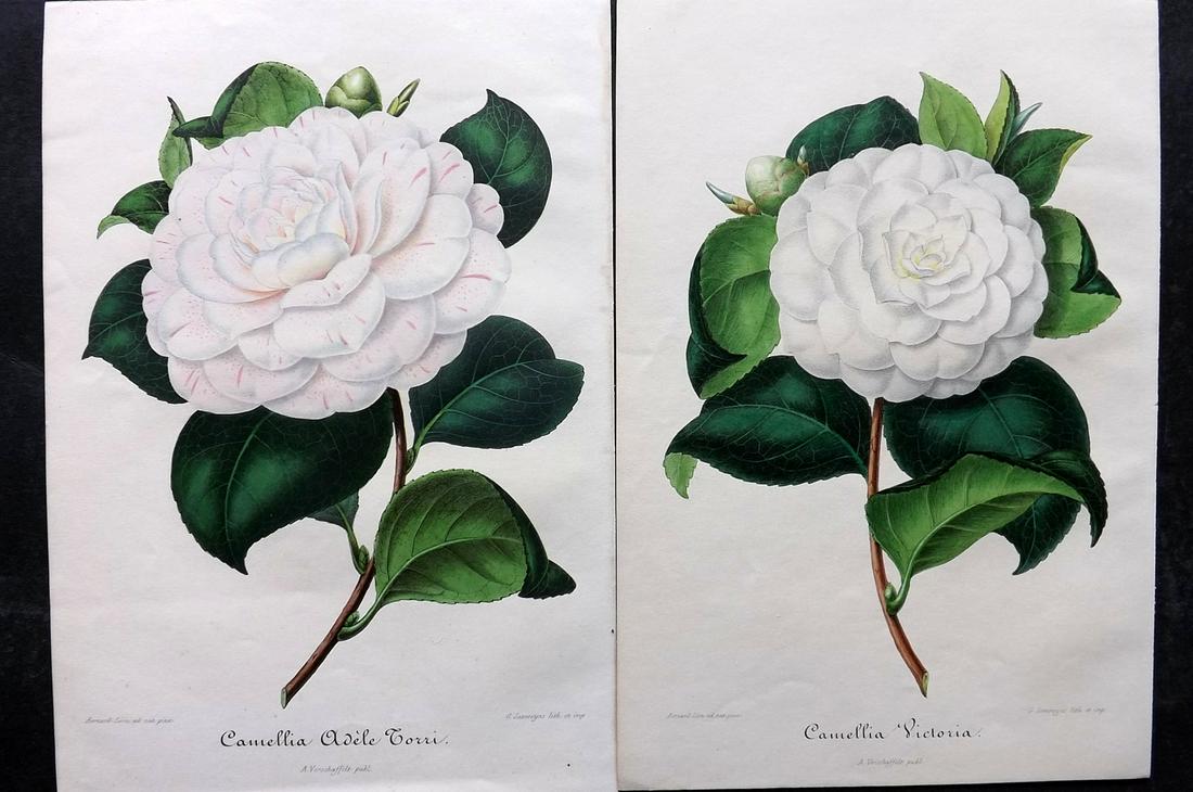 Verschaffelt, Amroise 1854 Pair of Hand Col Camellia Prints (1 of 2)