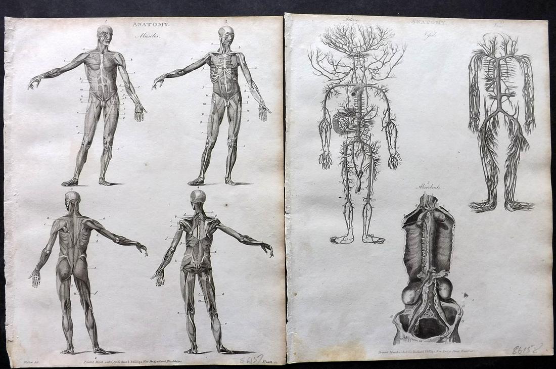 Gregory, G. 1806 Pair of Antique Anatomy Prints: Copper Plates Published 1806, London for "A Dictionary of Arts and Sciences" by G. Gregory. Paper Size: 10.5 x 8 inch (27 x 21cm) Very minor toning. Good Condition