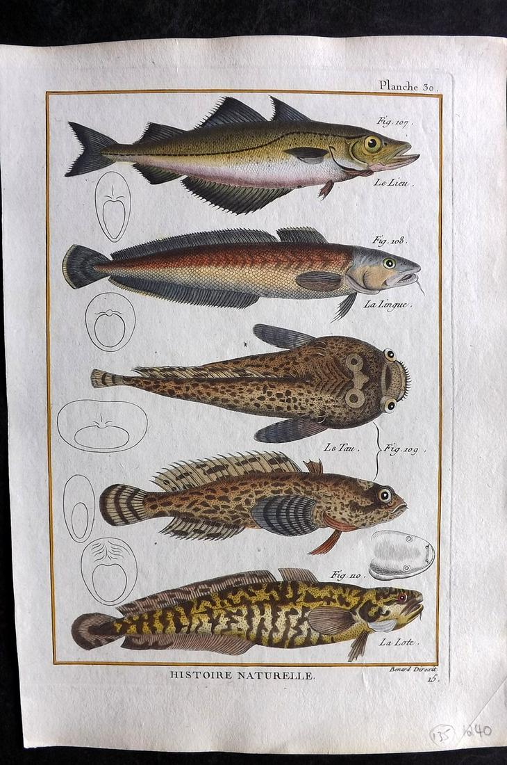 Bonnaterre, Pierre Joseph 1788 Hand Col Fish Print 30 (1 of 2)