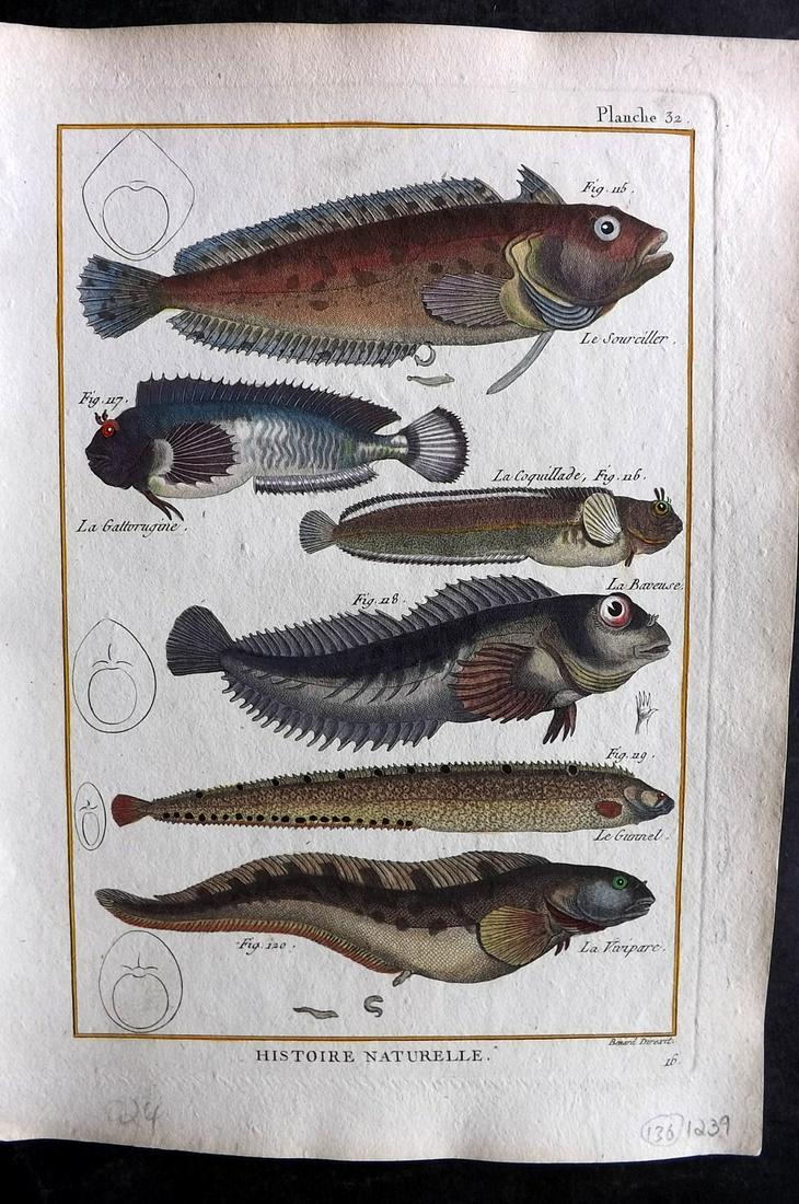 Bonnaterre, Pierre Joseph 1788 Hand Col Fish Print 32 (1 of 2)