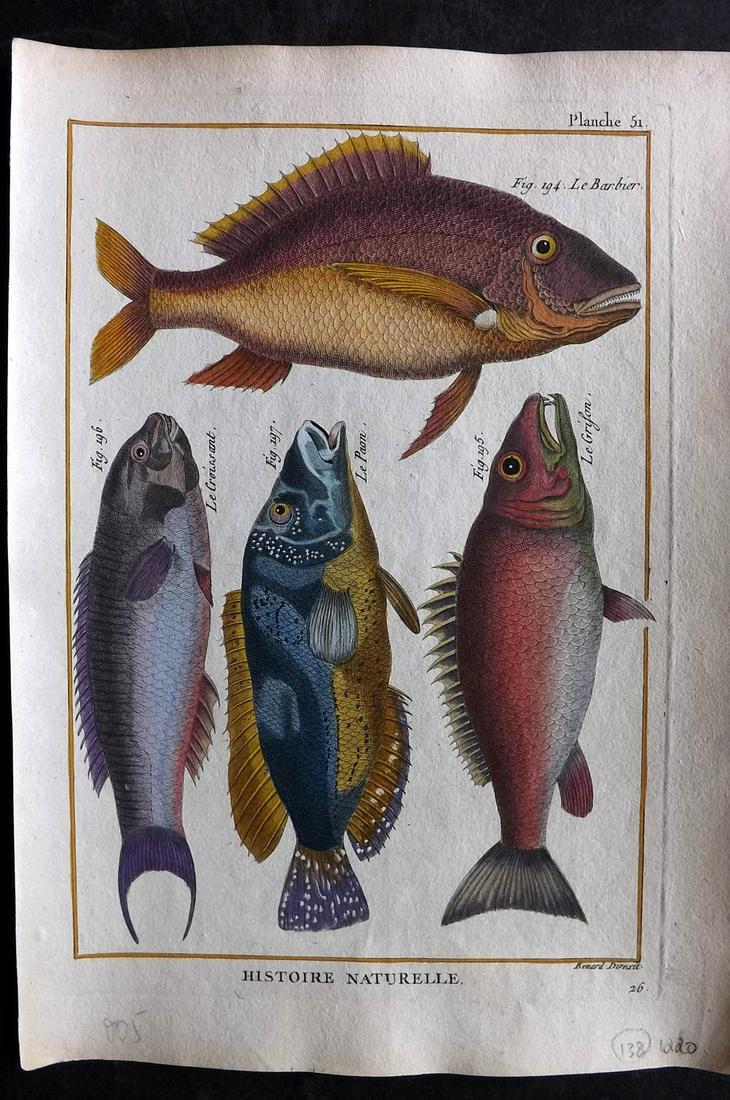 Bonnaterre, Pierre Joseph 1788 Hand Col Fish Print 51 (1 of 2)