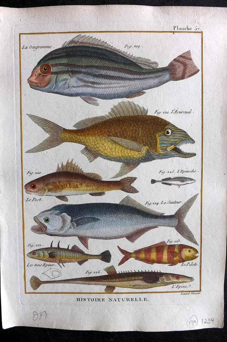 Bonnaterre, Pierre Joseph 1788 Hand Col Fish Print 57 (1 of 2)