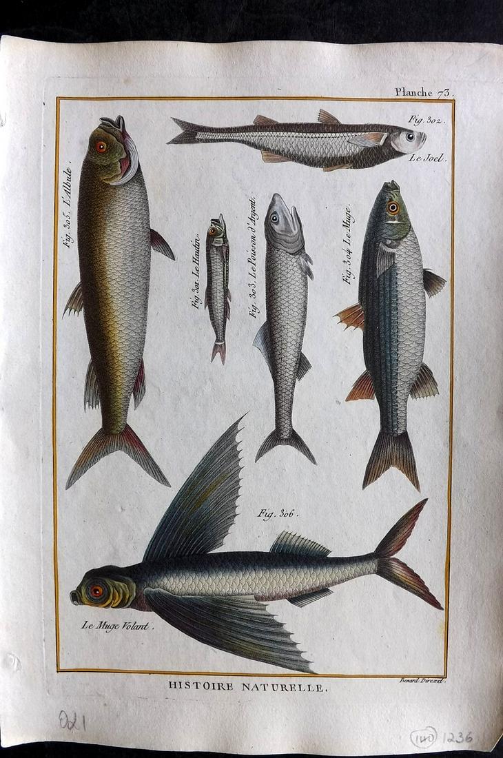Bonnaterre, Pierre Joseph 1788 Hand Col Fish Print 73 (1 of 2)