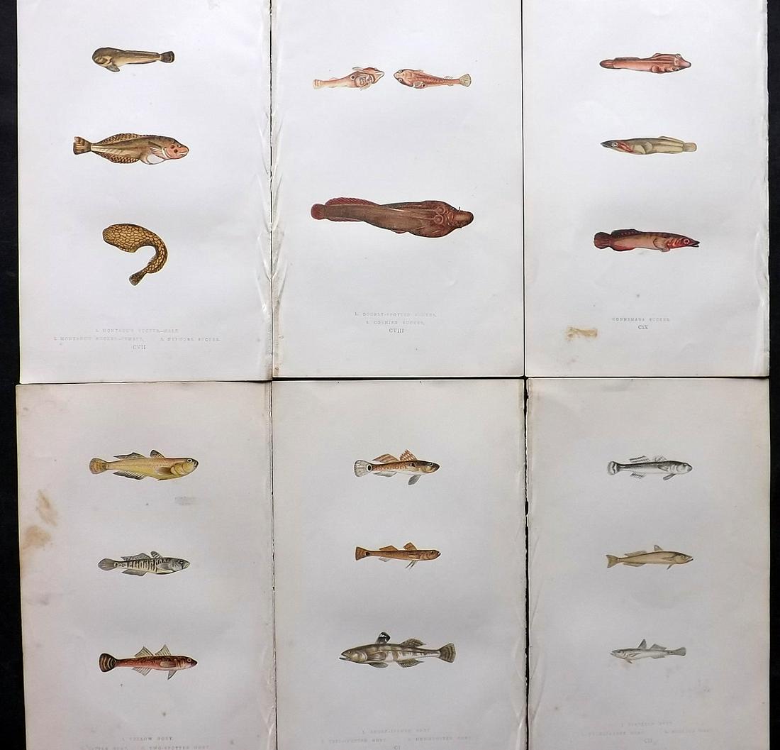 Couch, Jonathan 1863 Lot of 6 Antique Fish Prints: Colour Printed Woodblock Published 1862-65, London for "A History of the Fishes of the British Islands" First Edition by Jonathan Couch. Paper Size: 9.5 x 6 inch (24 x 15cm) Some background toning, ot
