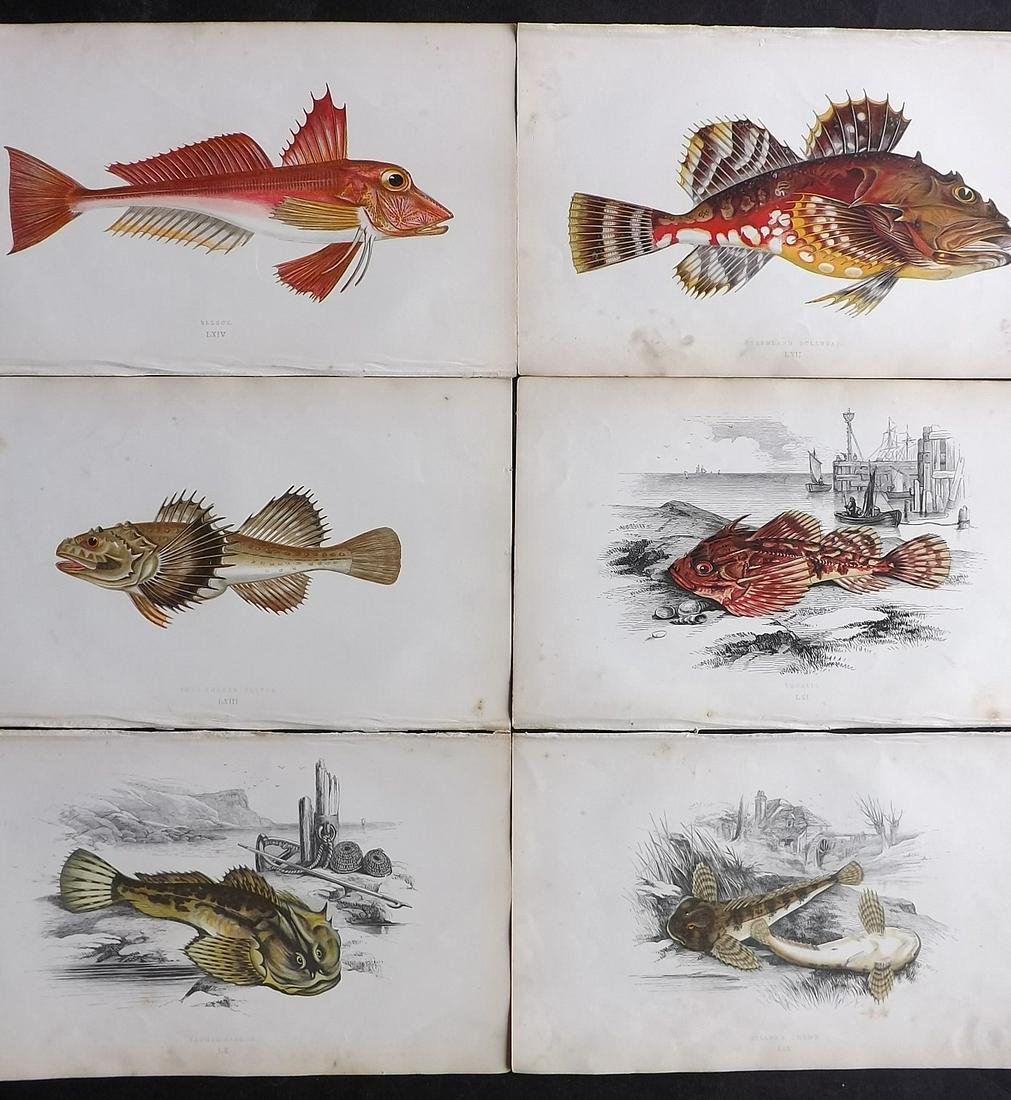 Couch, Jonathan 1863 Lot of 6 Antique Fish Prints (1 of 2)
