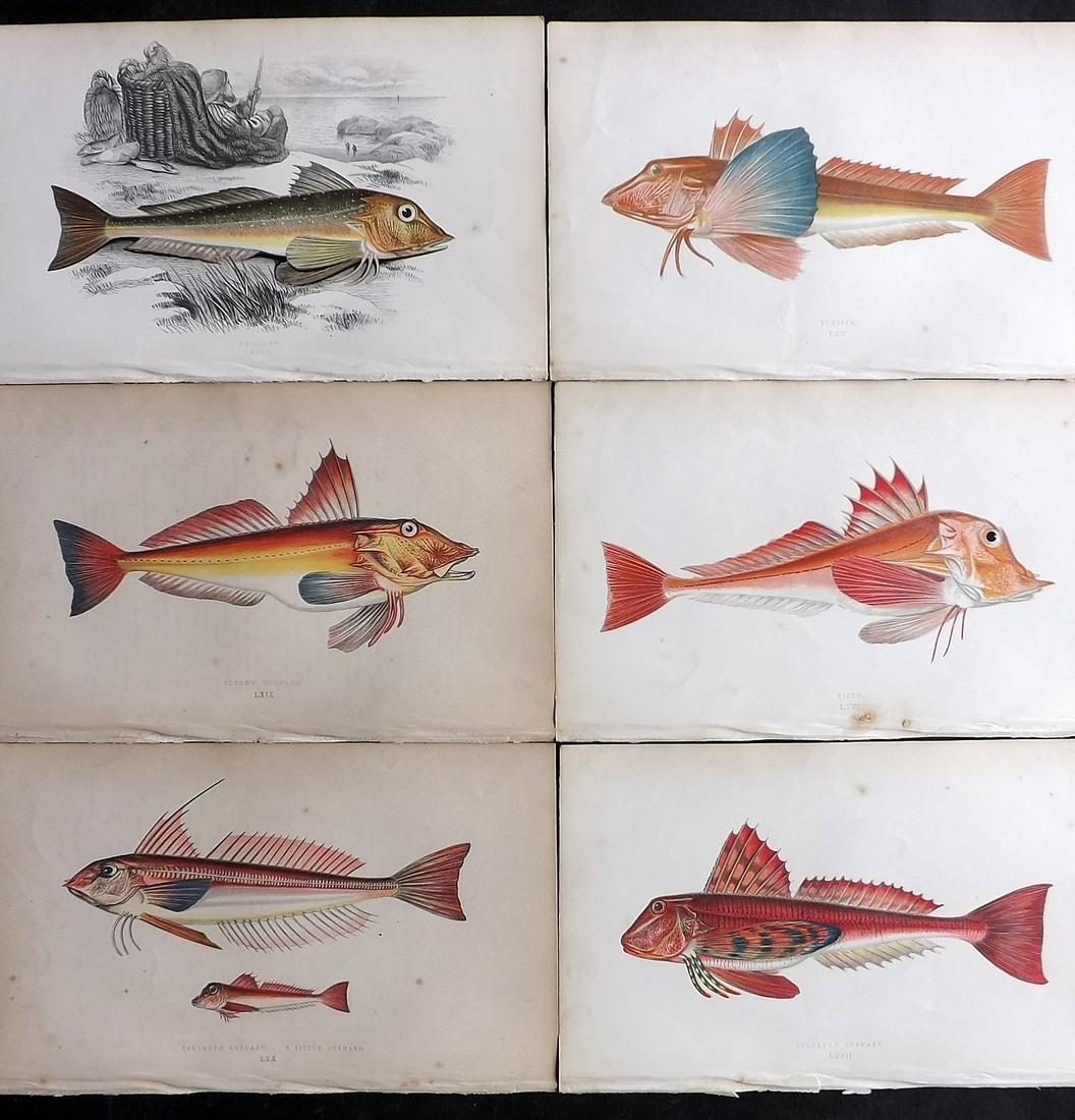 Couch, Jonathan 1863 Lot of 6 Antique Fish Prints (1 of 2)