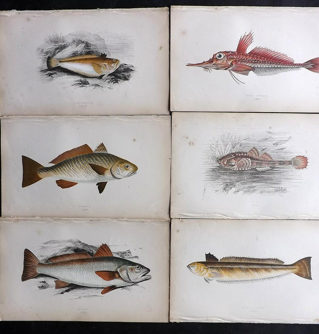 Couch, Jonathan 1863 Lot of 6 Antique Fish Prints (1 of 2)