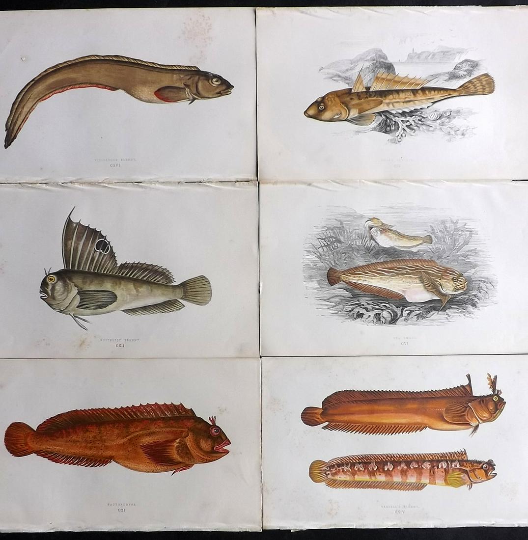 Couch, Jonathan 1863 Lot of 6 Antique Fish Prints (1 of 2)