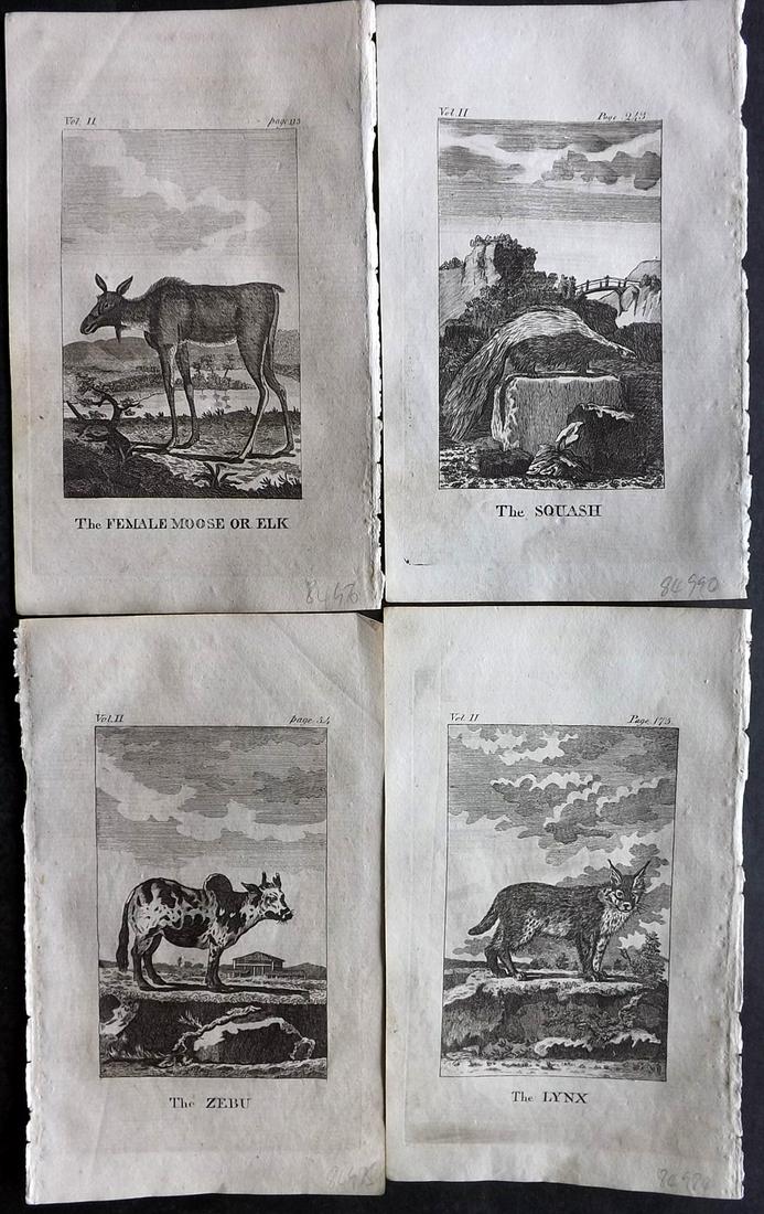 Goldsmith, Oliver 1808 Lot of 4 Natural History Prints (1 of 2)