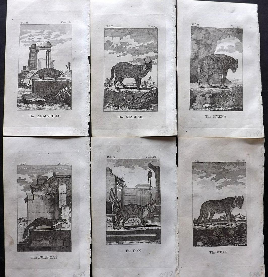 Goldsmith, Oliver 1808 Lot of 6 Natural History Prints (1 of 2)