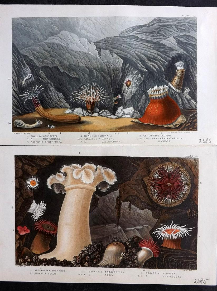 Gosse, Philip 1860 Pair of Antique Sea Anemones Prints (1 of 2)