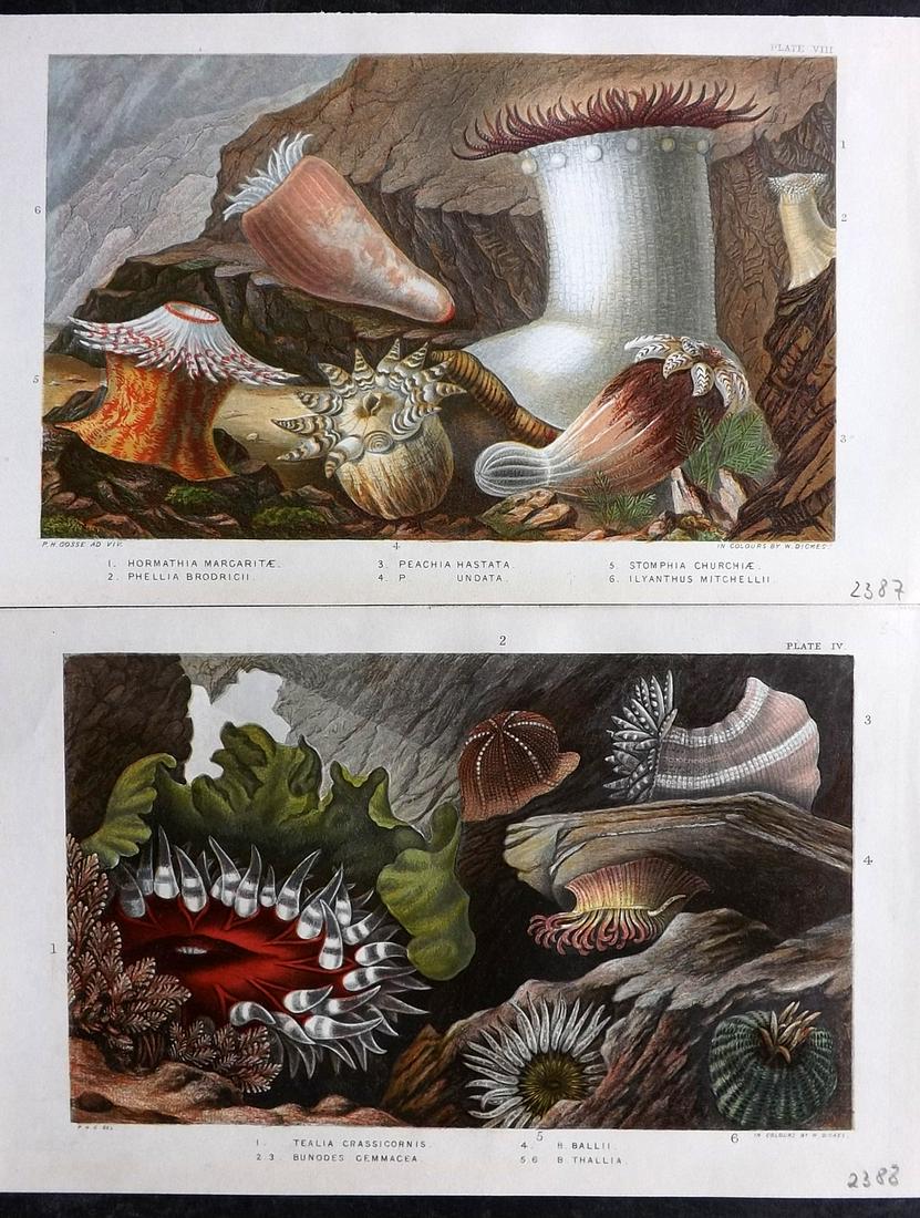 Gosse, Philip 1860 Pair of Antique Sea Anemones Prints (1 of 2)