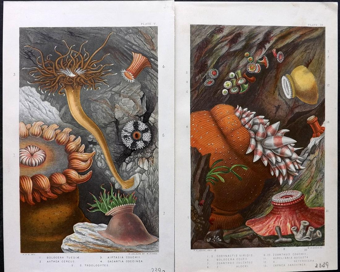 Gosse, Philip 1860 Pair of Antique Sea Anemones Prints (1 of 2)