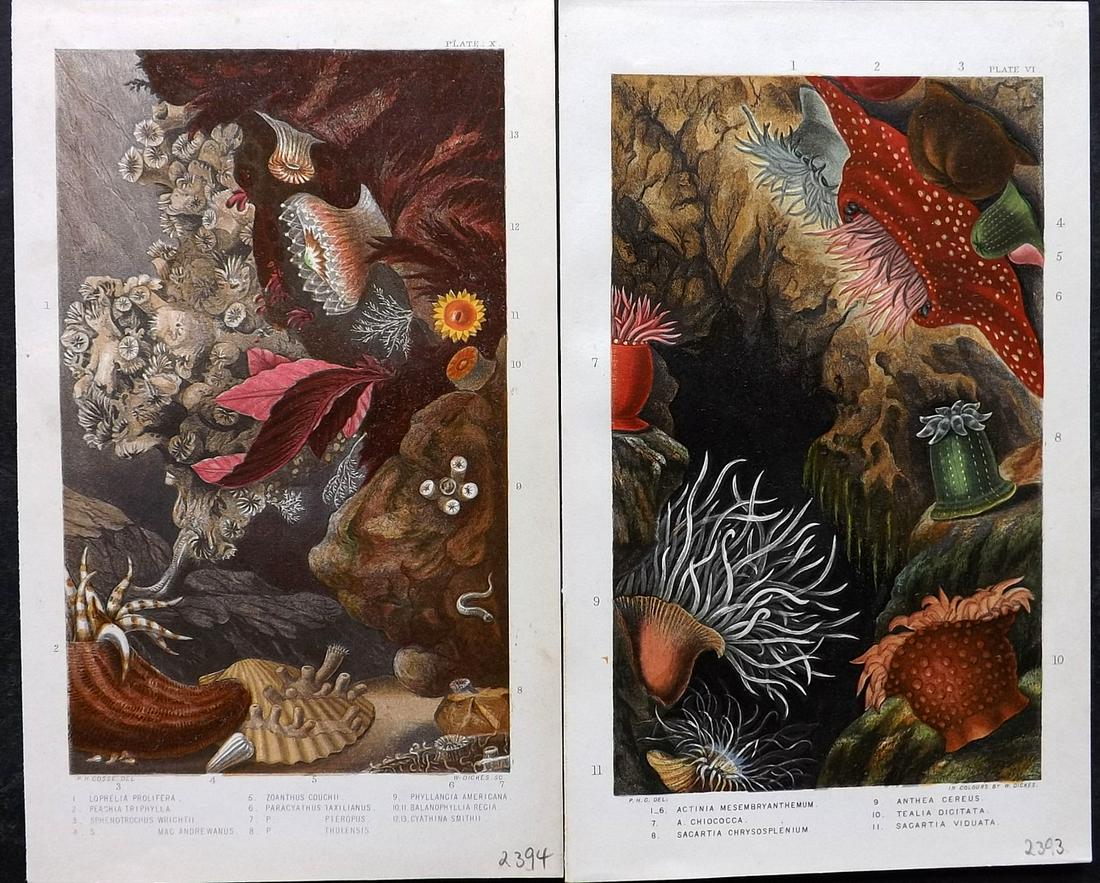 Gosse, Philip 1860 Pair of Antique Sea Anemones Prints (1 of 2)