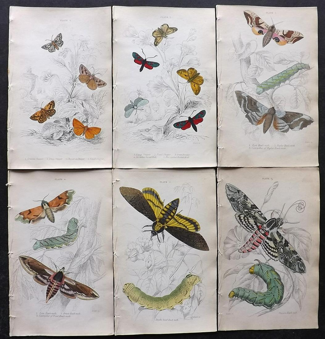 Jardine, William C1840 Lot of 6 Hand Col Moth Prints (1 of 2)