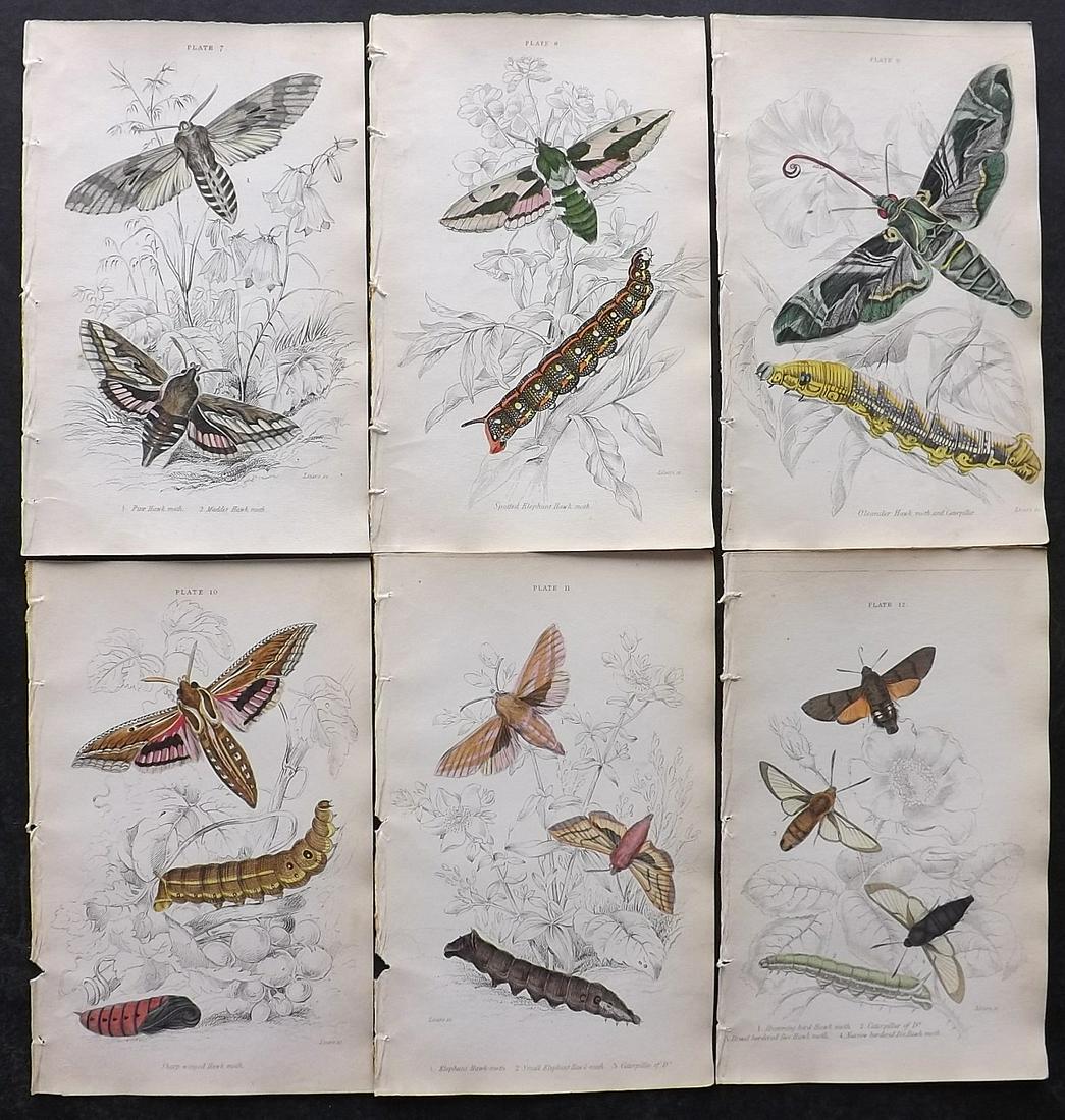 Jardine, William C1840 Lot of 6 Hand Col Moth Prints (1 of 2)