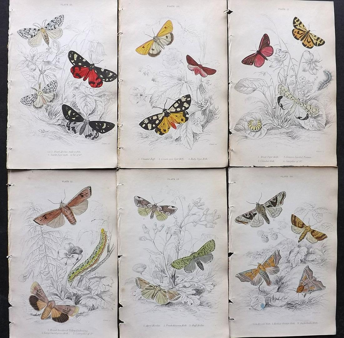 Jardine, William C1840 Lot of 6 Hand Col Moth Prints (1 of 2)