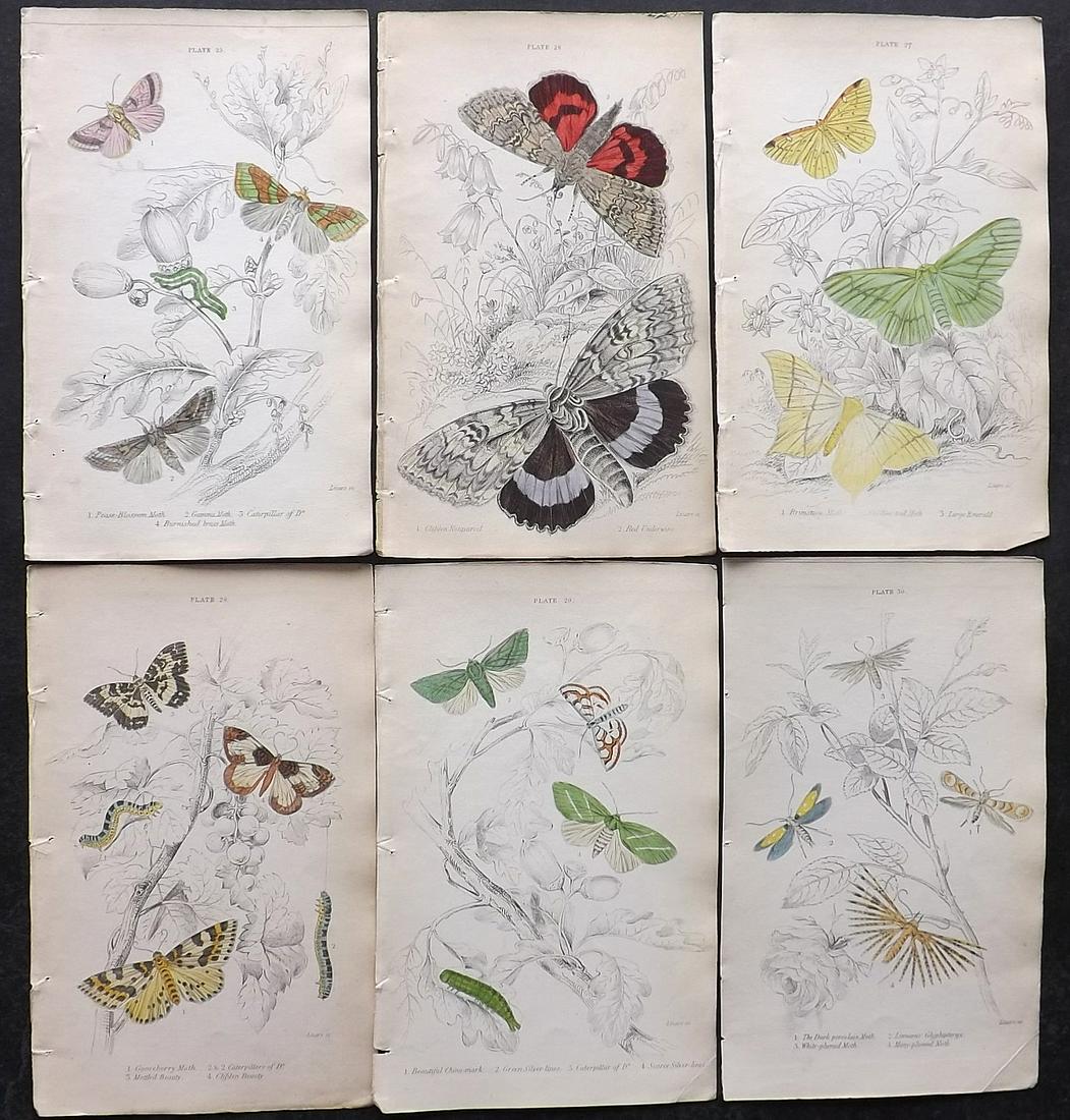 Jardine, William C1840 Lot of 6 Hand Col Moth Prints (1 of 2)