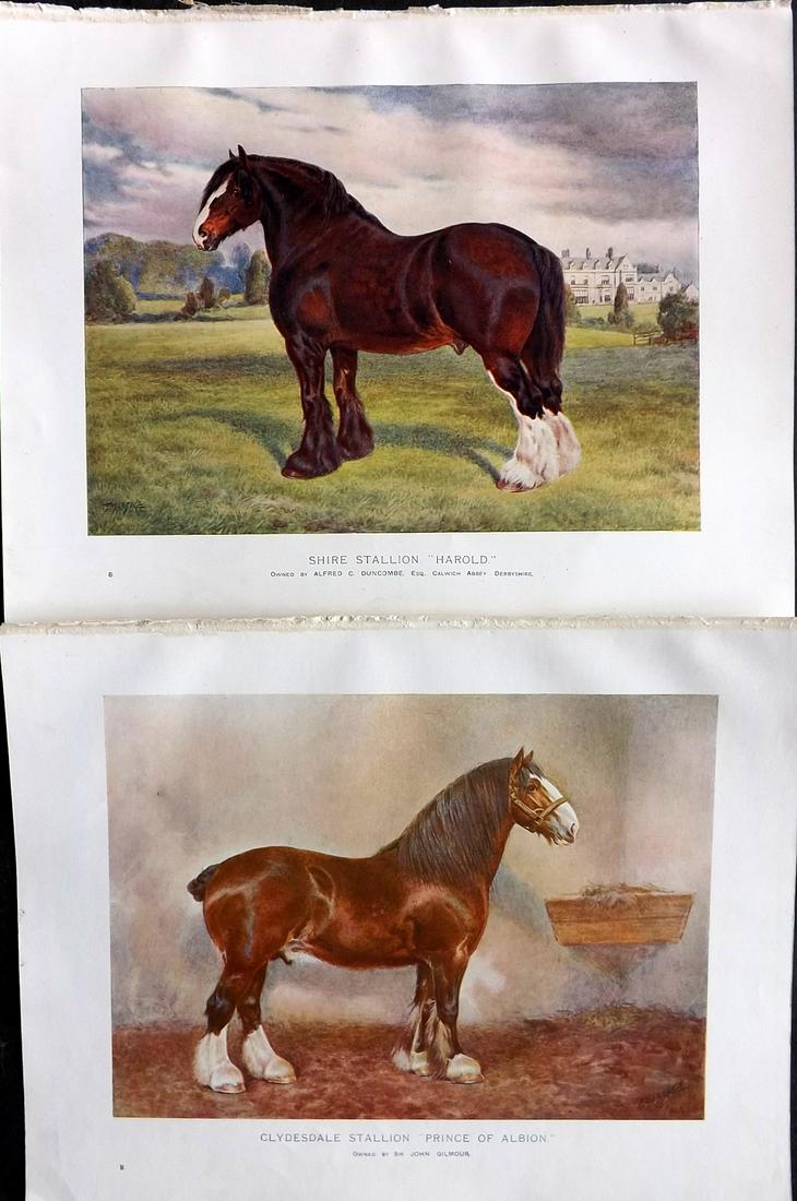 Prince-Sheldon, J. 1902 Pair of Antique Horse Prints (1 of 2)