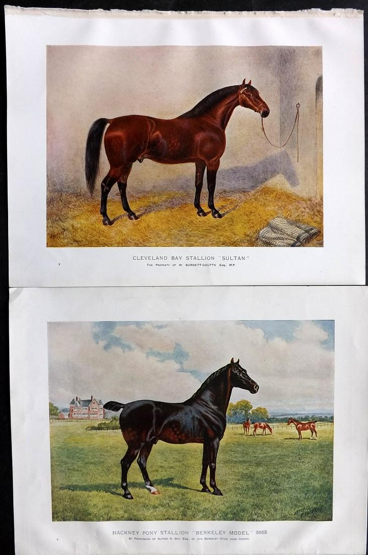 Prince-Sheldon, J. 1902 Pair of Antique Horse Prints (1 of 2)