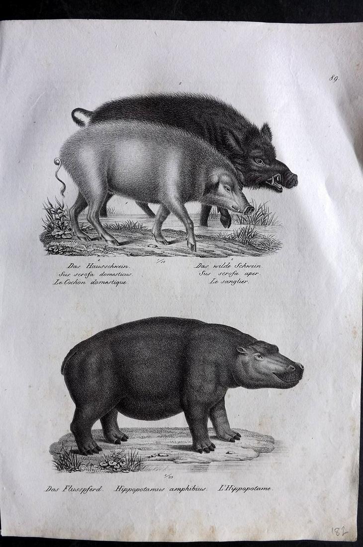 Schinz & Brodtmann 1827 Folio Print. Hippo, Pigs: Folio Lithograph Published Zurich 1827 for "Naturhistorische Abbildungen der Saeugethiere" by Heinrich Rudolph Schinz. Lithographed by Karl Joseph Brodtmann. Paper Size: 13 x 9.5 inch (33 x 24cm) Very