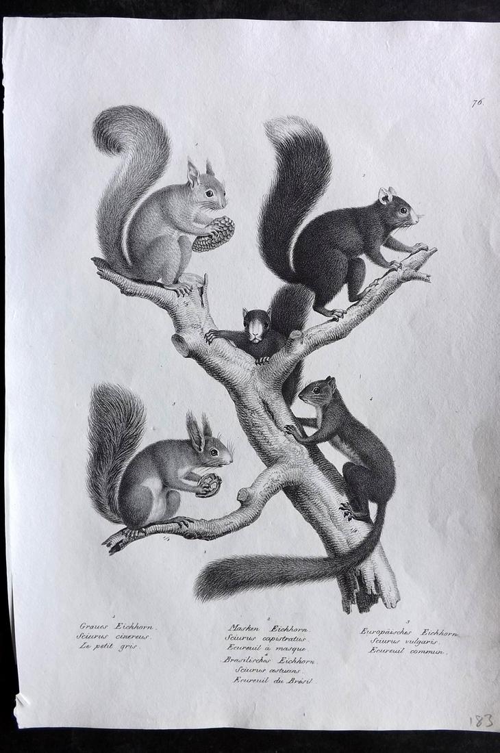 Schinz & Brodtmann 1827 Folio Print. Squirrels 76: Folio Lithograph Published Zurich 1827 for "Naturhistorische Abbildungen der Saeugethiere" by Heinrich Rudolph Schinz. Lithographed by Karl Joseph Brodtmann. Paper Size: 13 x 9.5 inch (33 x 24cm)