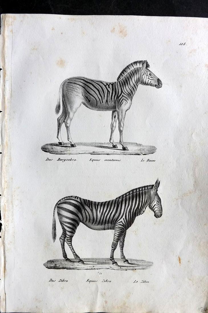 Schinz & Brodtmann 1827 Folio Print. Zebra & Mountain Zebra 115: Folio Lithograph Published Zurich 1827 for "Naturhistorische Abbildungen der Saeugethiere" by Heinrich Rudolph Schinz. Lithographed by Karl Joseph Brodtmann. Paper Size: 13 x 9.5 inch (33 x 24cm) Some