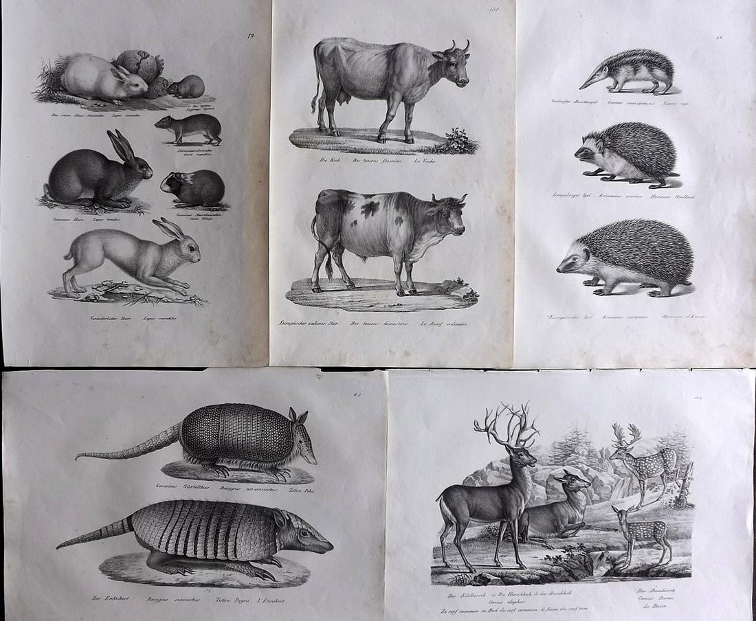 Schinz & Brodtmann 1827 Lot of 5 Folio Animal Prints: Folio Lithograph Published Zurich 1827 for "Naturhistorische Abbildungen der Saeugethiere" by Heinrich Rudolph Schinz. Lithographed by Karl Joseph Brodtmann. Paper Size: 13 x 9.5 inch (33 x 24cm) Mino