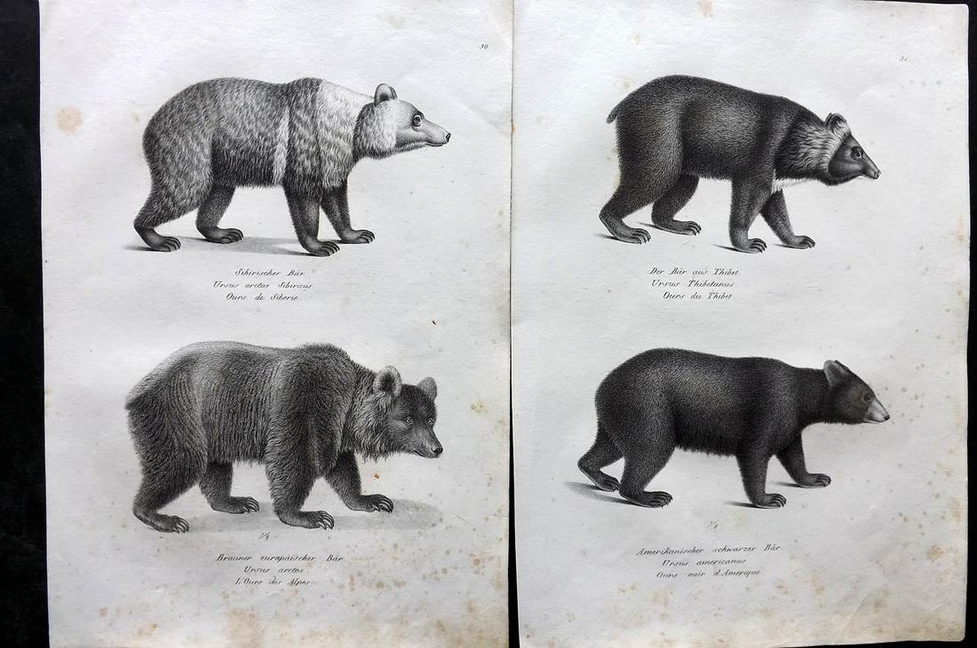 Schinz & Brodtmann 1827 Pair of Prints. Bears - American, Alpine, Thibet, Siberian: Folio Lithograph Published Zurich 1827 for "Naturhistorische Abbildungen der Saeugethiere" by Heinrich Rudolph Schinz. Lithographed by Karl Joseph Brodtmann. Paper Size: 13 x 9.5 inch (33 x 24cm) Some