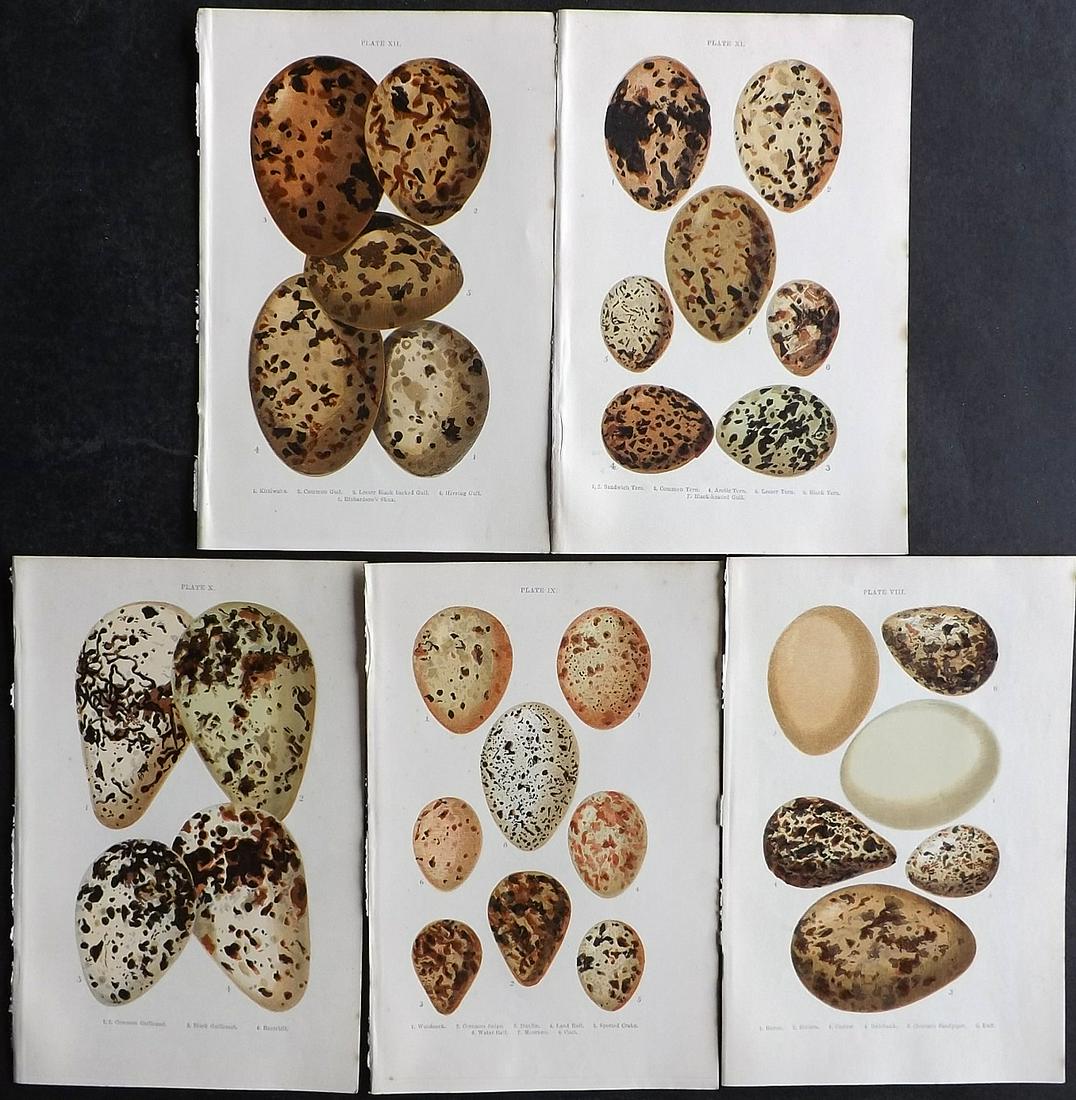 Atkinson, Canon C1895 Lot of 5 Antique Bird Egg Prints: Colour Printed Woodblock Published C1895, London for "British Birds' Eggs and Nests Popularly Described" by The Rev. Canon Atkinson. Paper Size: 7 x 5 inch (18 x 12cm) Good Condition