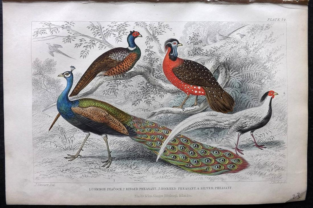 Goldsmith, Oliver 1862 Hand Col Print. Peacock & Pheasant (1 of 2)