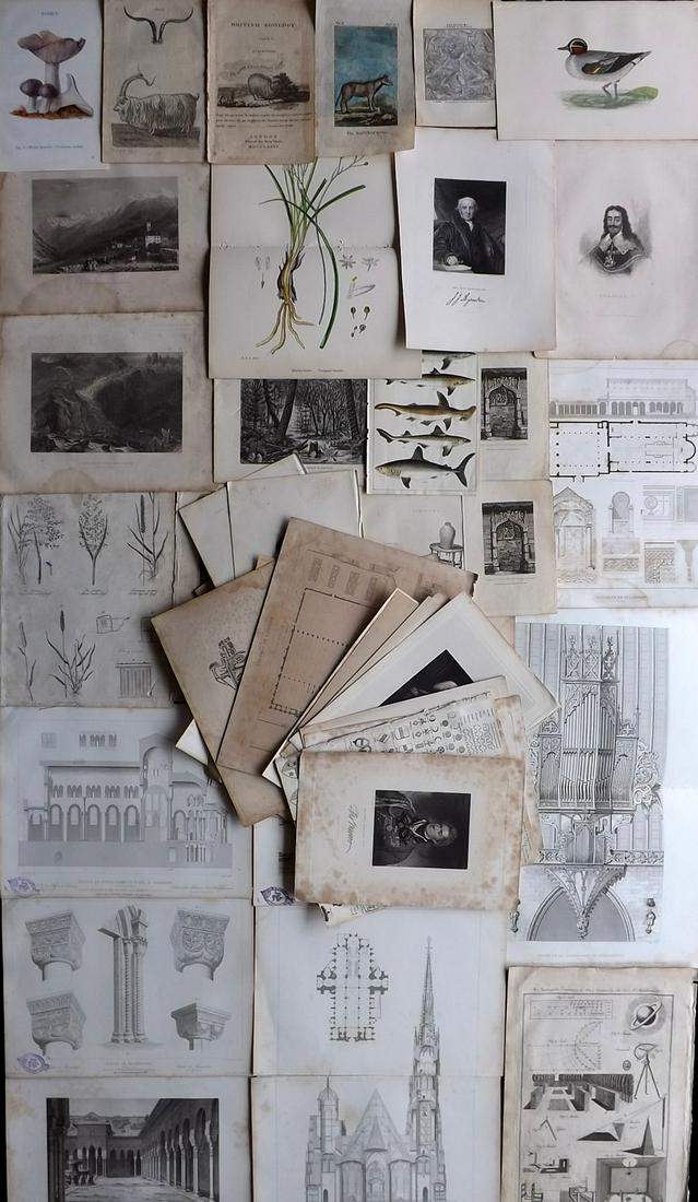Mixed Prints 19th Cent. Lot of 65 Engravings and Lithos: Lot of approx 65. Incl Botanical, Natural History, Portraits, Science, Views/Architecture, Maps and Decorative. Paper Size: Up to 17.5 x 12 inch (43 x 30cm) Some faults, some in good order.