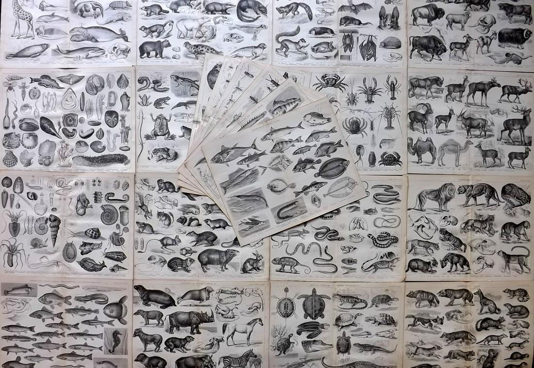 Blackie (Pub) C1875 Lot of 22 Natural History Prints (1 of 10)