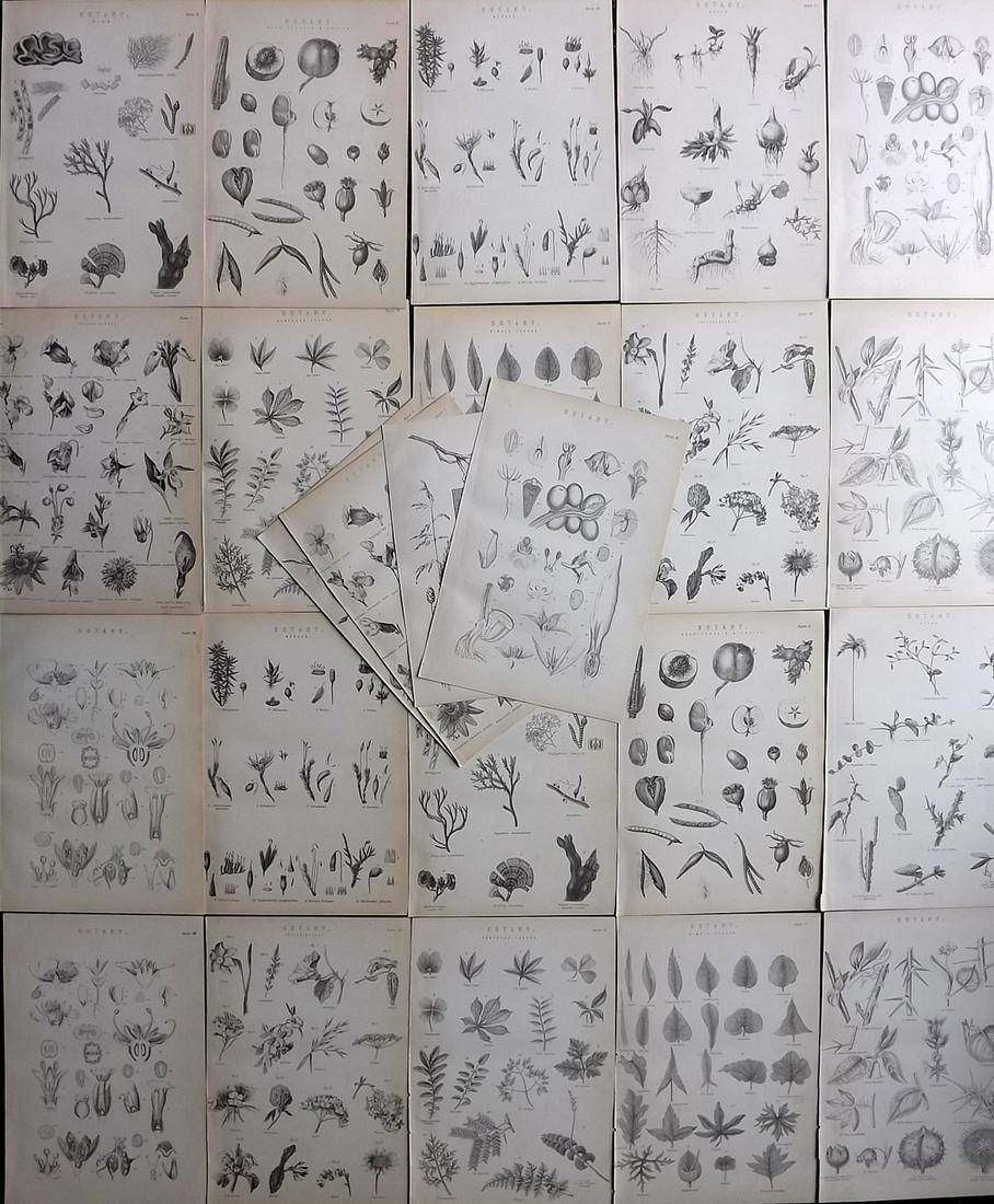 Neil, Samuel 1897 Lot of 24 Antique Botanical Prints (1 of 8)