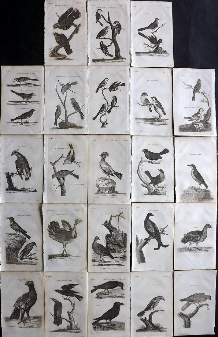 Pennant, Thomas 1812 Lot of 23 Antique Bird Prints (1 of 8)