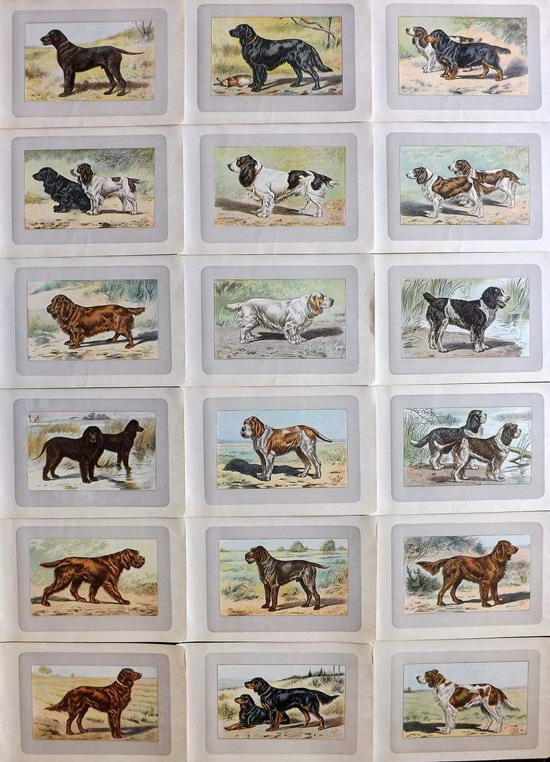 Mahler, P. 1907 Lot of 18 Antique Dog Prints (1 of 7)