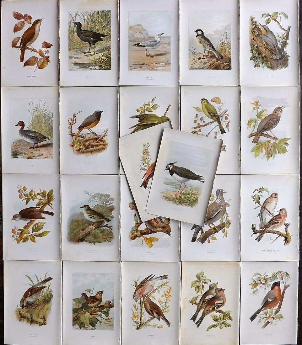 Swaysland, Walter 1883 Lot of 22 Bird Prints. 1st Edition (1 of 8)