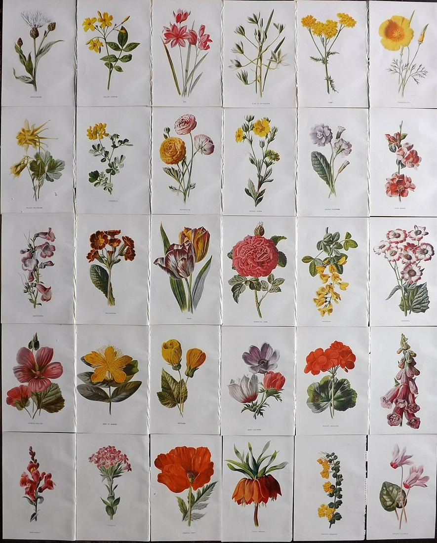 Hulme, Edward C1900 Lot of 30 Botanical Prints. Garden Flowers (1 of 10)
