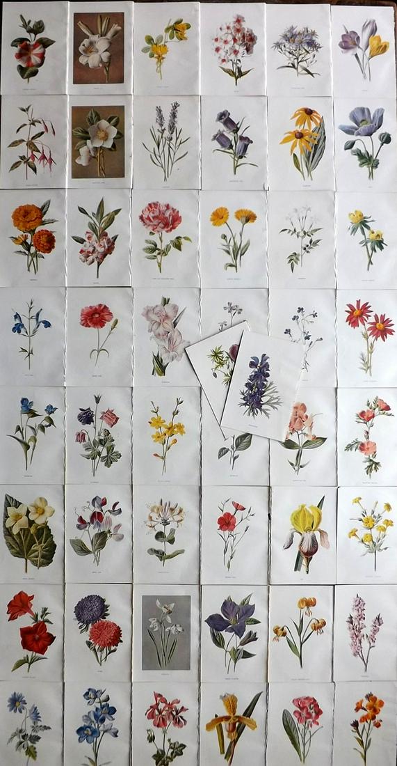 Hulme, Edward C1900 Lot of 50 Botanical Prints. Garden Flowers (1 of 13)